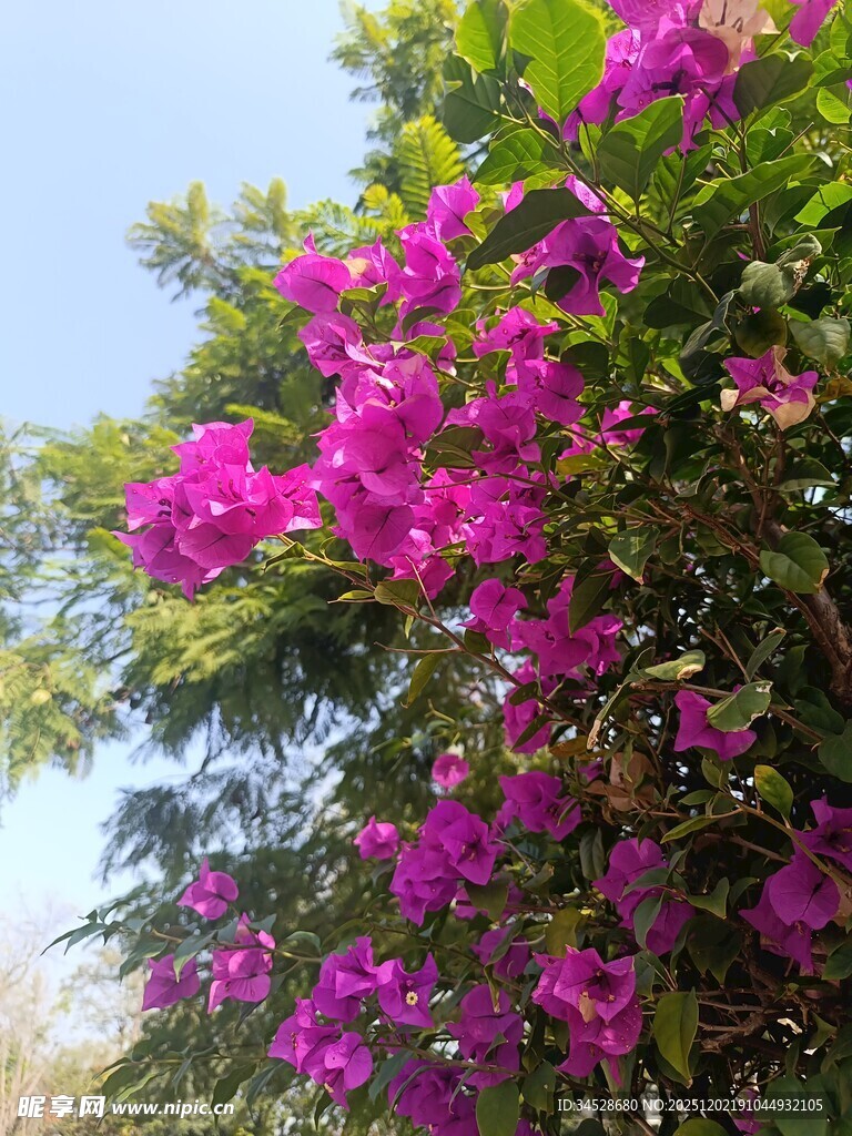 艳丽三角梅绽放枝头