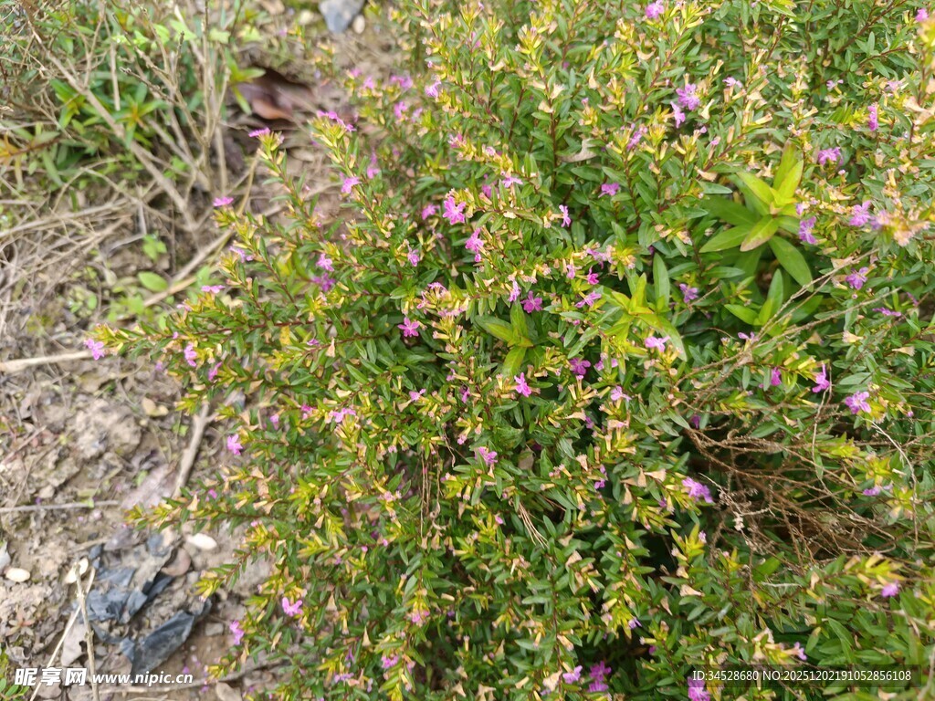 野外繁茂的开花植物