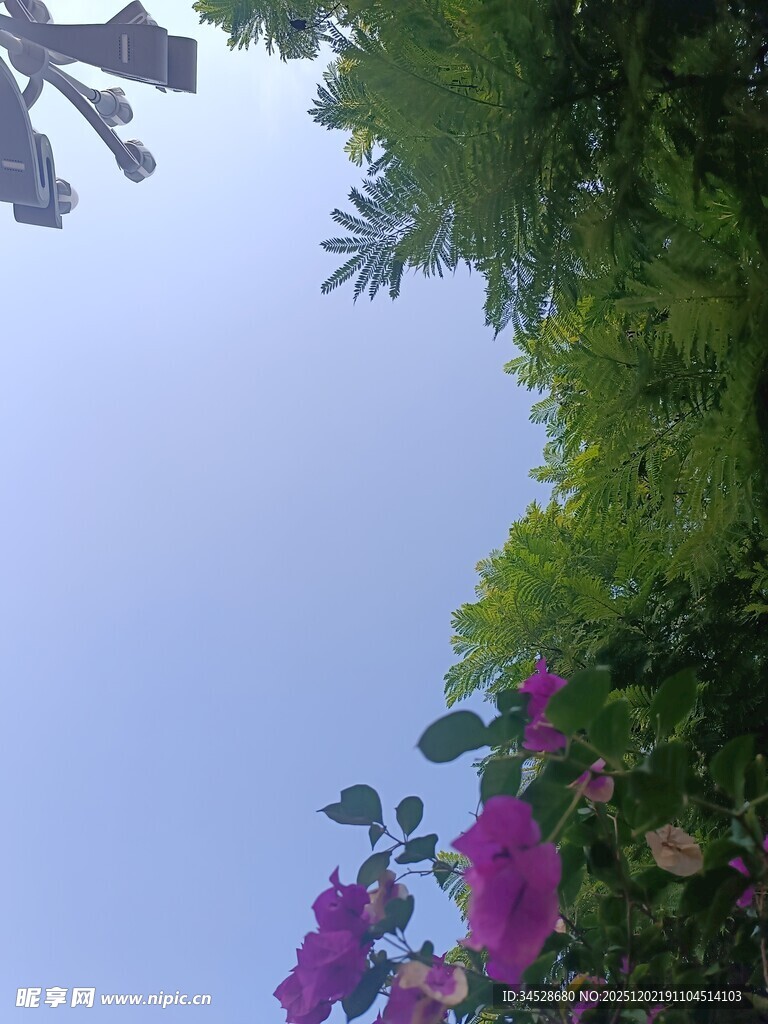 蓝天繁花绿植美景