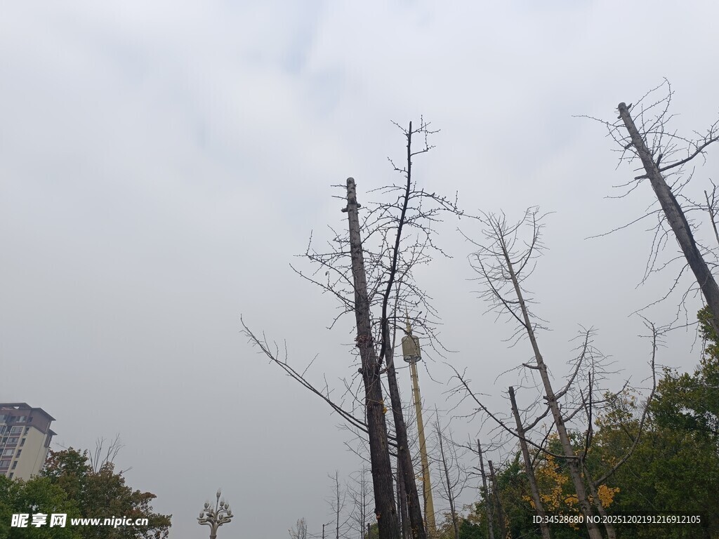 枯树挺立的萧瑟景象