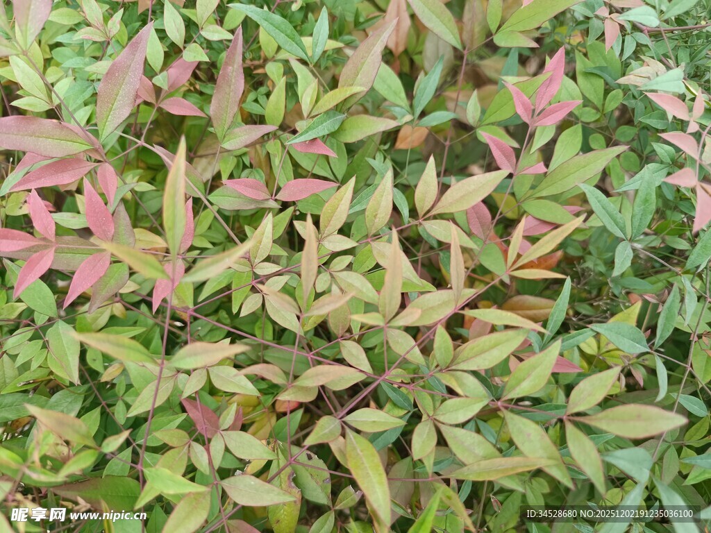 多彩叶片植物特写
