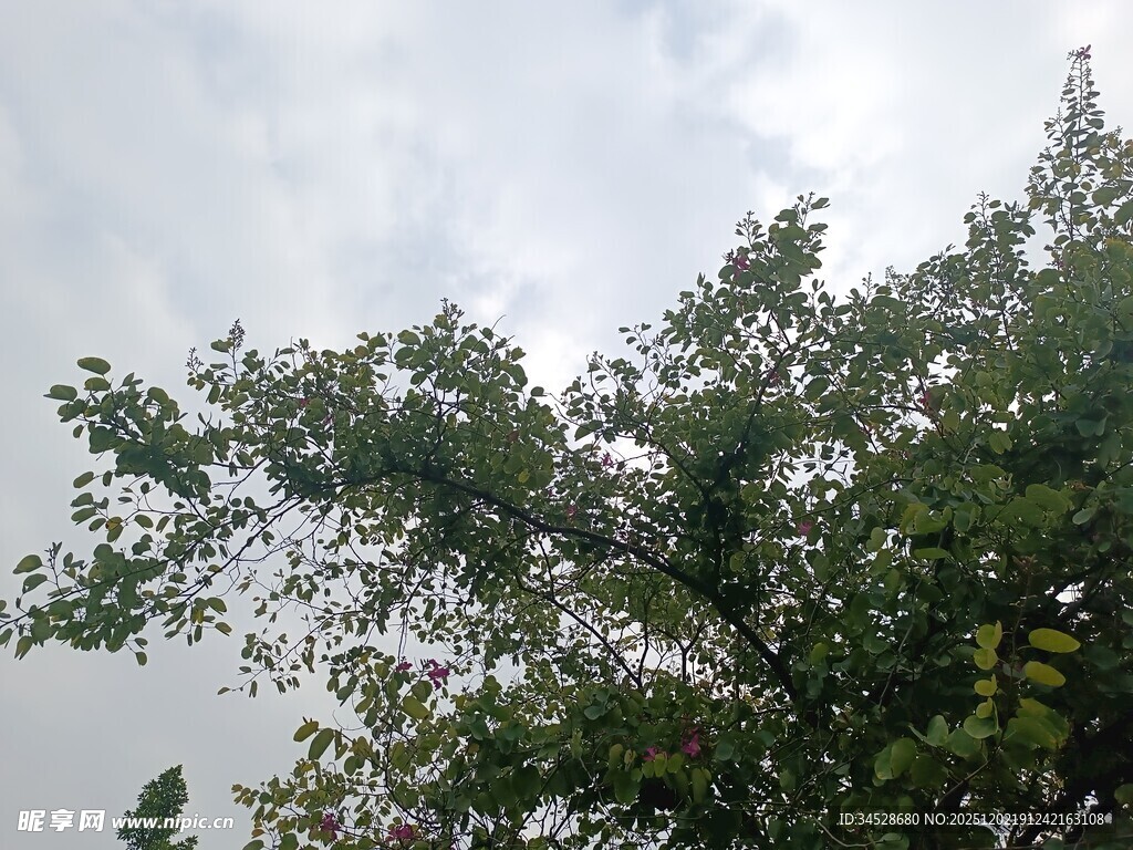 天空下的繁茂绿树