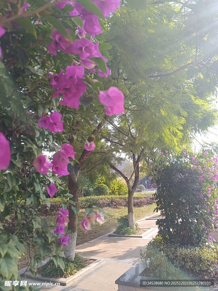 繁花簇拥的清幽小径