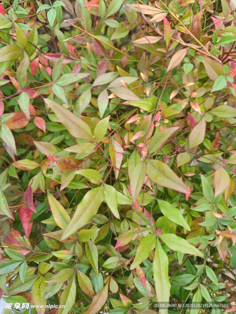 多彩叶片植物景观