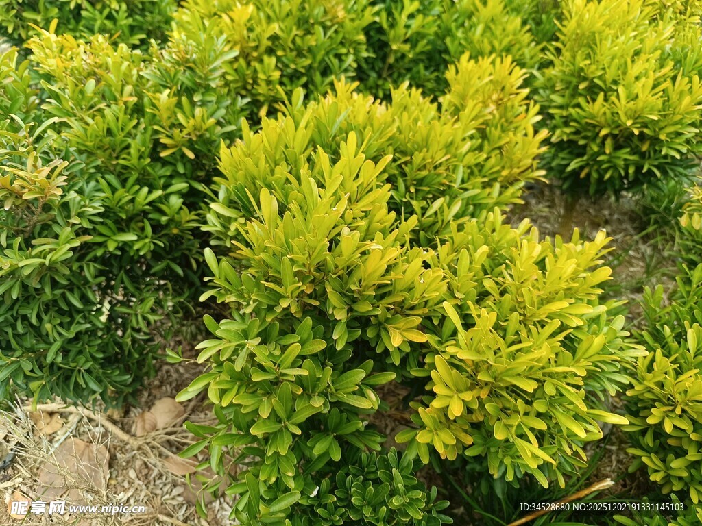 金黄绿叶植物景观