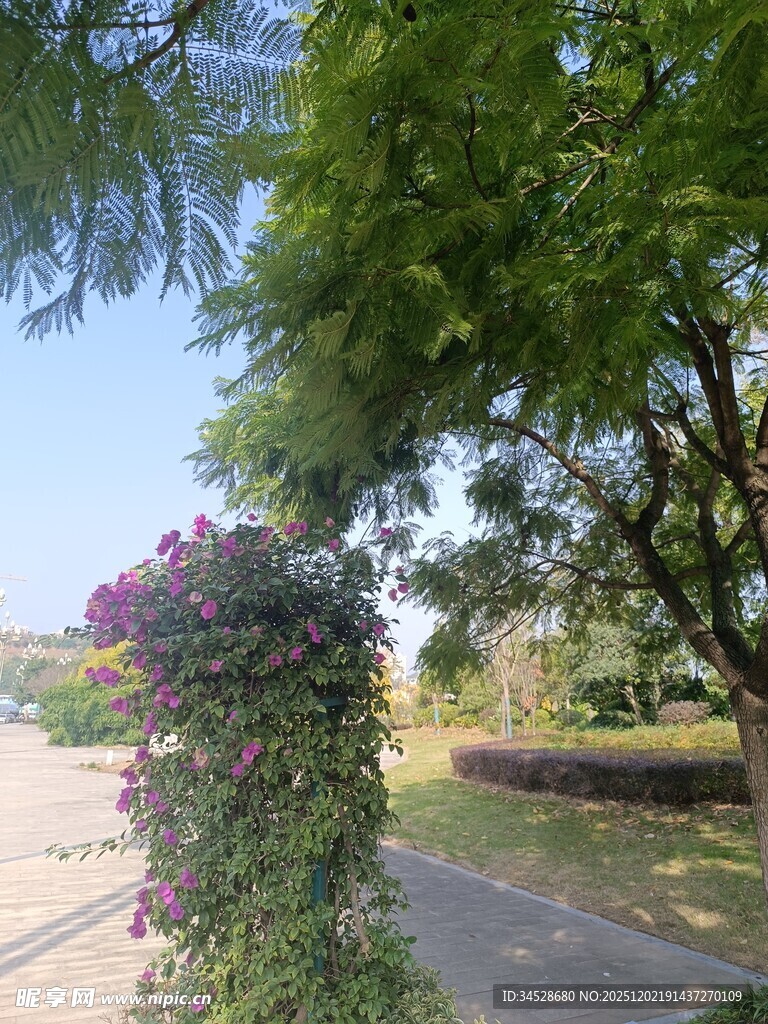 路边繁茂绿植景观