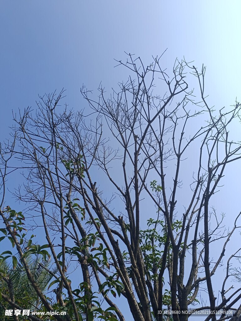 蓝天映衬下的光秃树枝