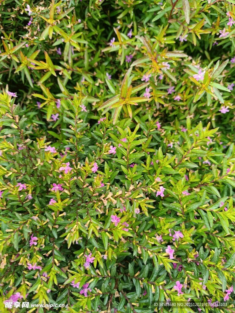 绿叶丛中的紫色小花