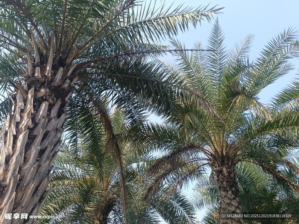高大棕榈树 