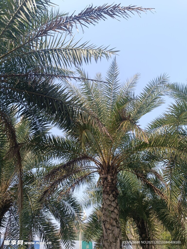 高大棕榈树 