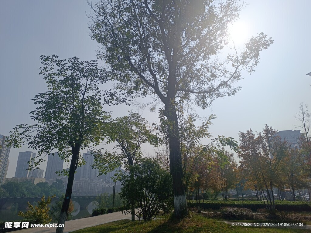 公园秋日阳光下的树木景致