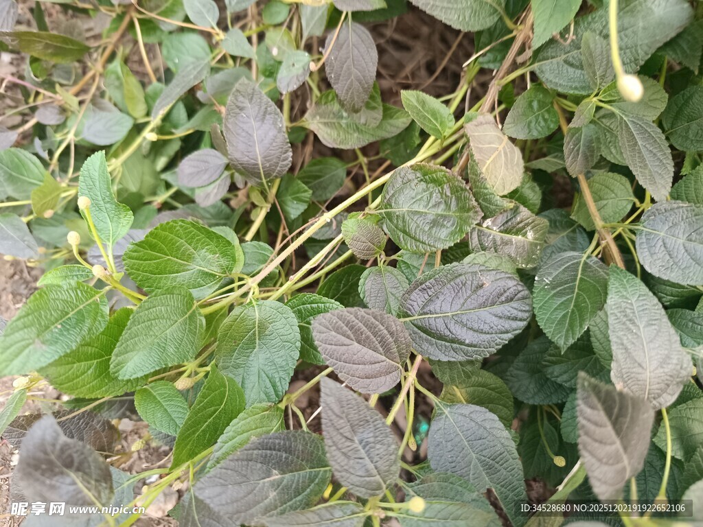 绿叶藤蔓植物特写