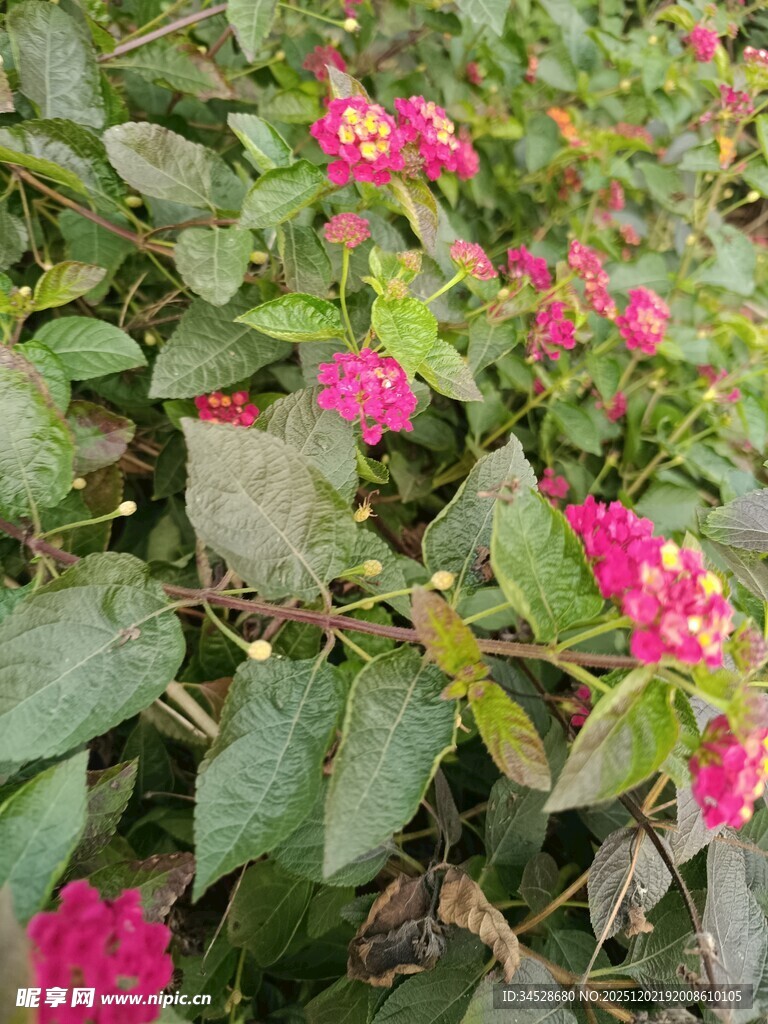 鲜艳玫红花朵与绿叶