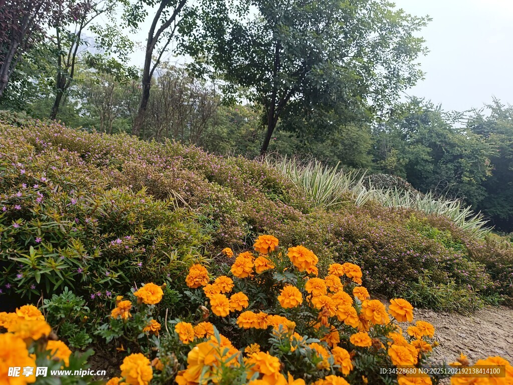山坡上绚烂的橙色花卉