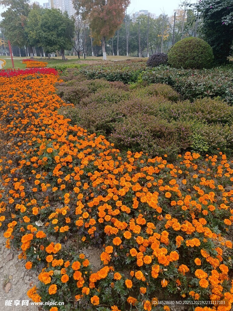 缤纷花海装点美丽景观