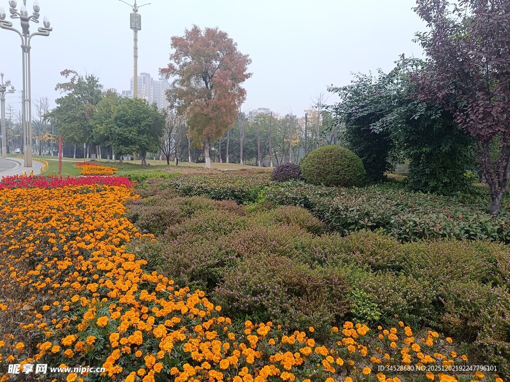 秋日花坛绚丽花卉景观