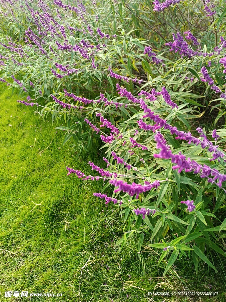 紫色花卉与翠绿草地景致