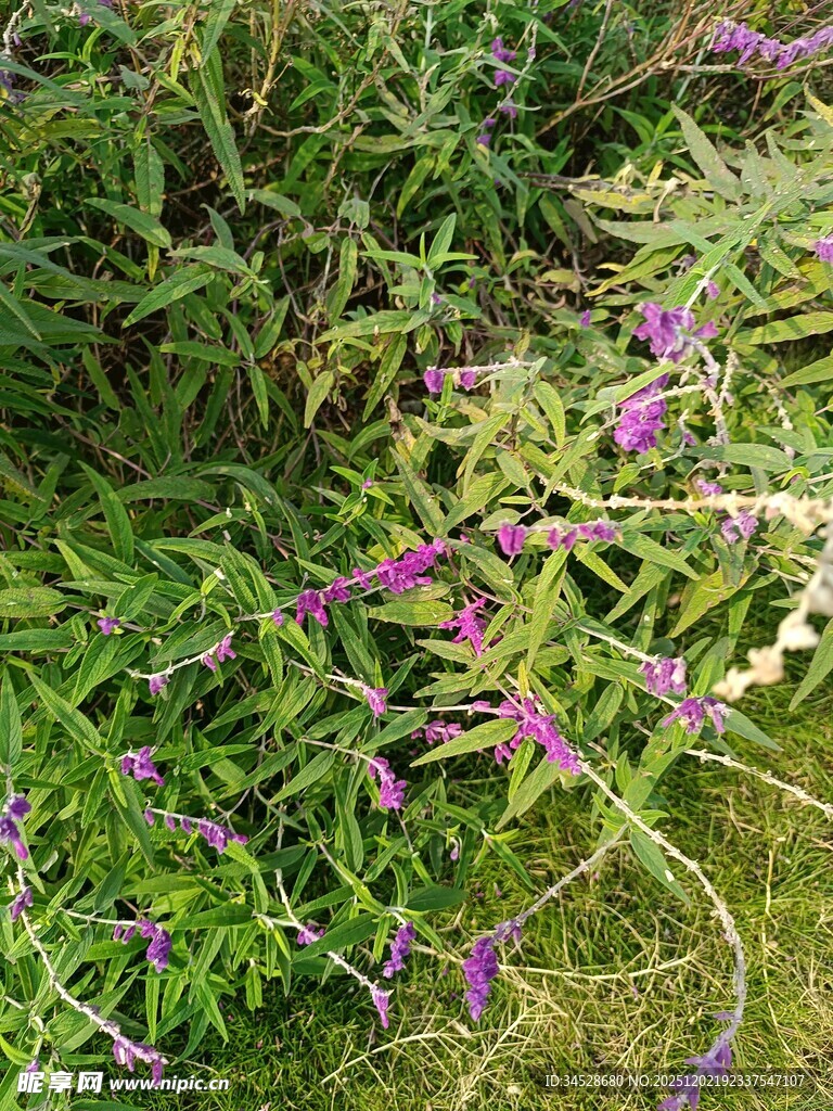 紫色野花生长于绿色草丛中
