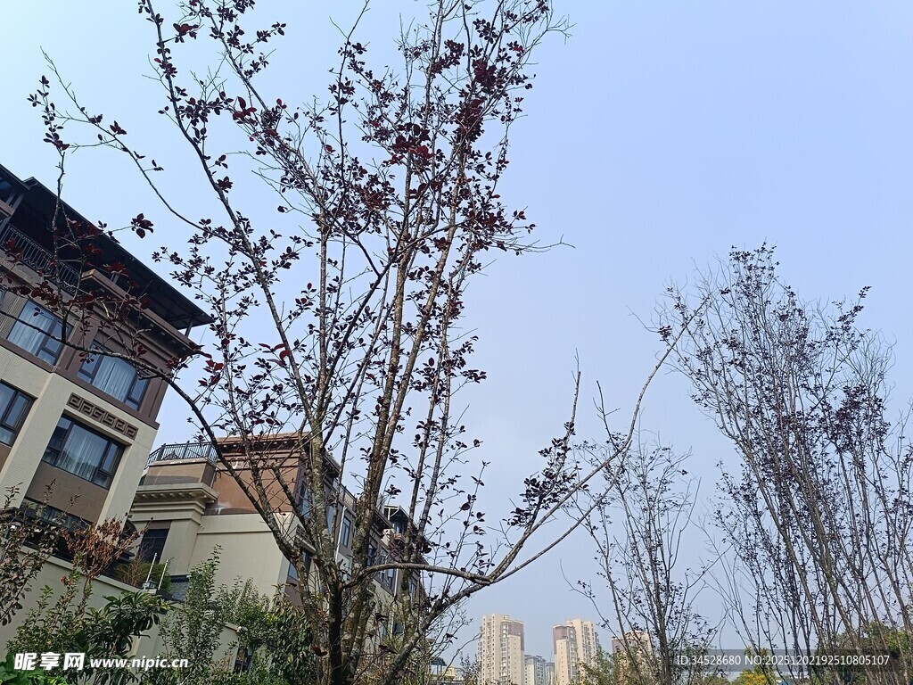 庭院旁的树木与建筑景观