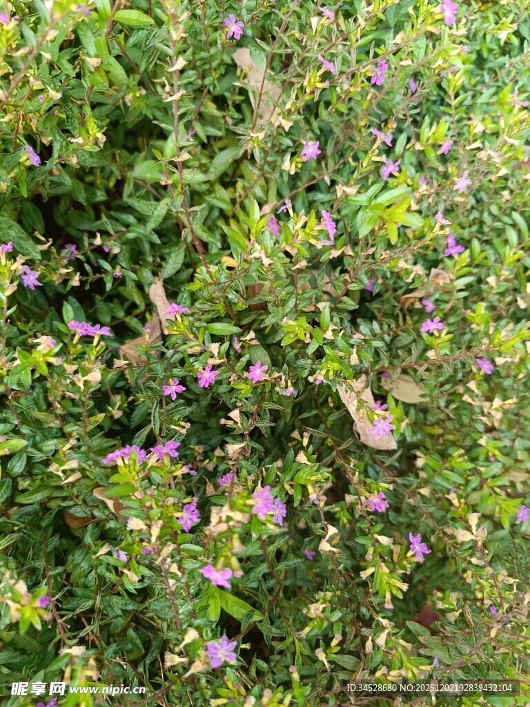 繁茂花丛中的紫色小花