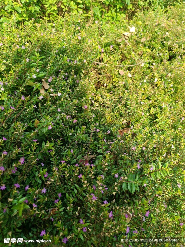 翠绿繁茂的野生植物景观