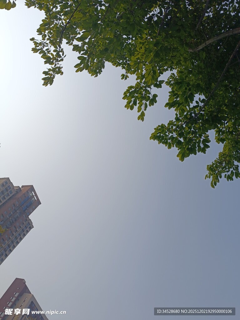 仰视绿树与高楼