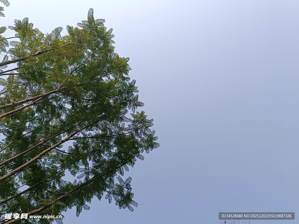 仰视葱郁树木与天空