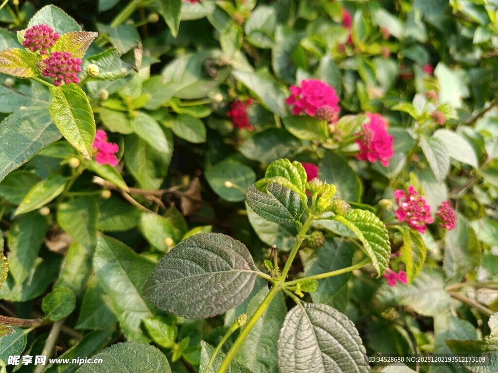绿叶丛中的娇艳红花