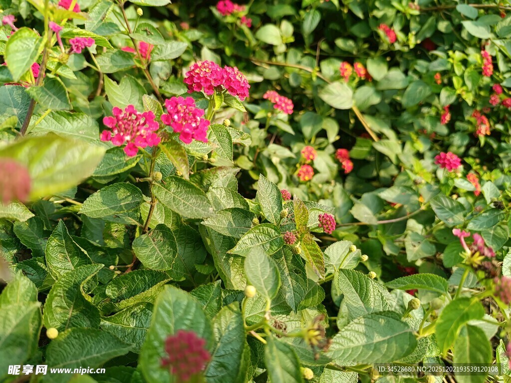娇艳花丛绿意间