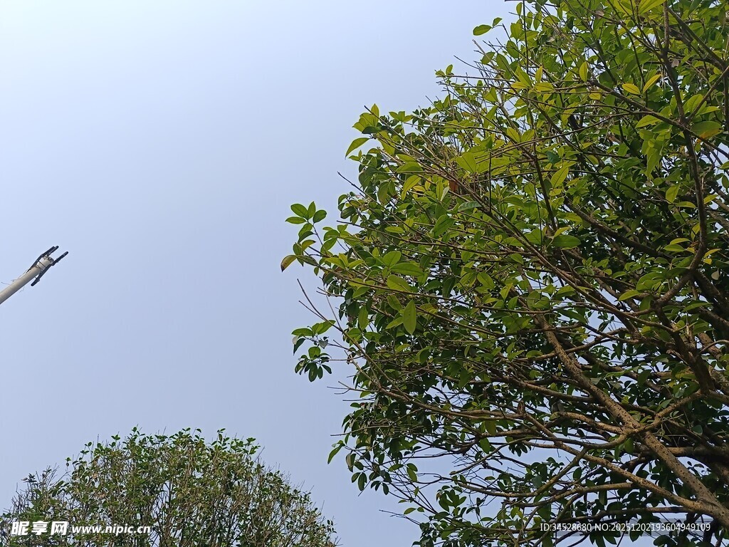 绿树蓝天自然景象