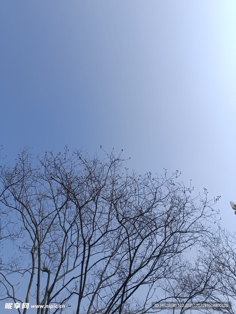 蓝天映衬下的光秃树枝