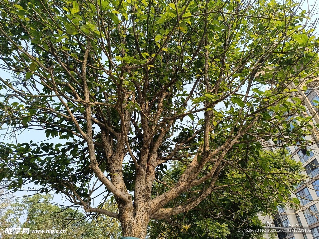 高大繁茂的城市中的树木
