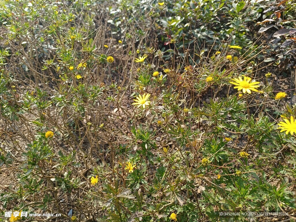 野外绽放的黄色小花