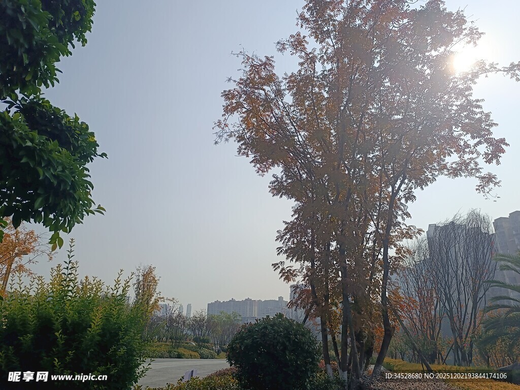 城市公园中的树木与景观