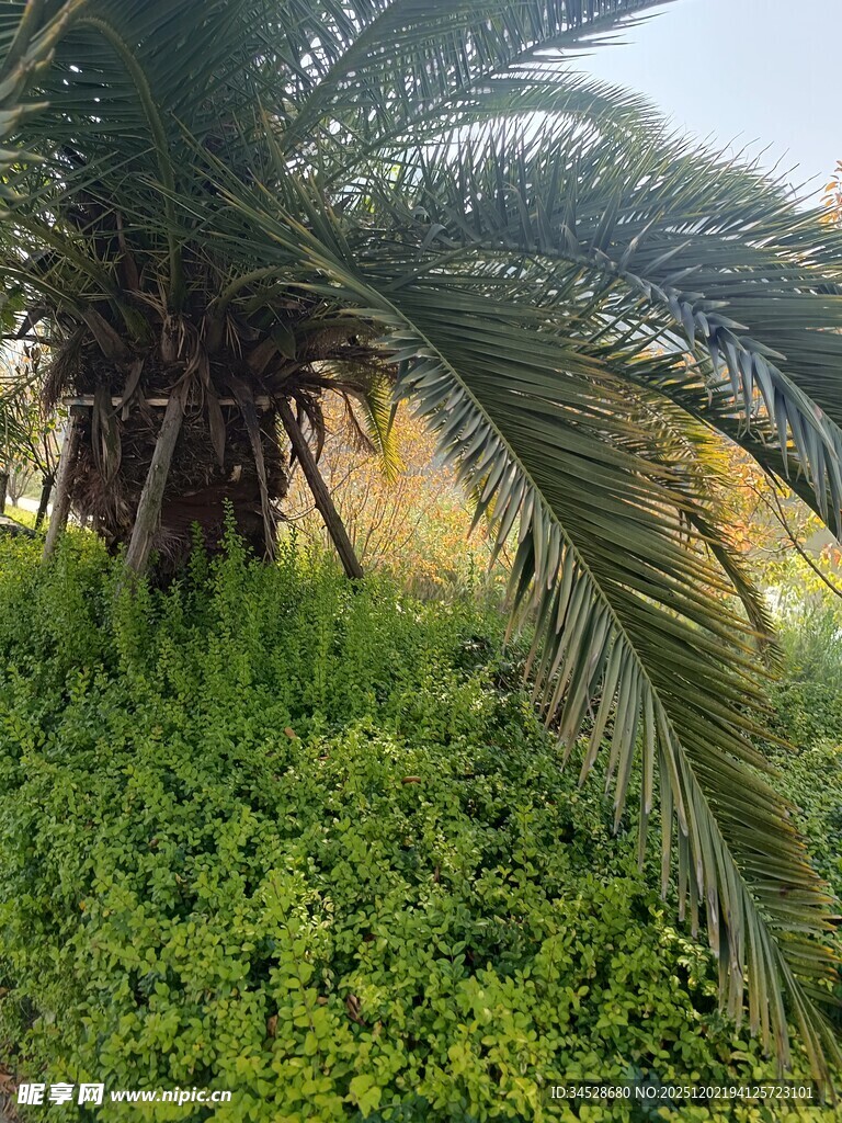 棕榈树下的翠绿植物景观