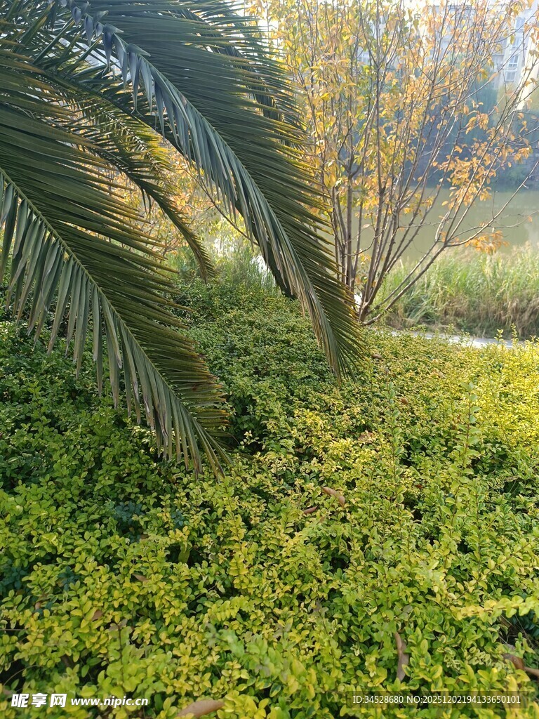 阳光照耀下的绿植景观