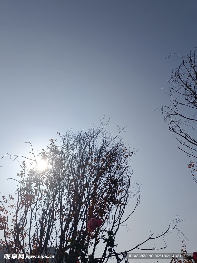 阳光下的枯树枝景象