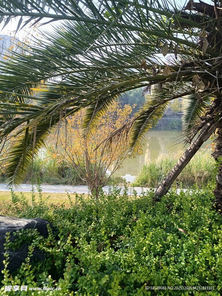 林间绿植与树干景致