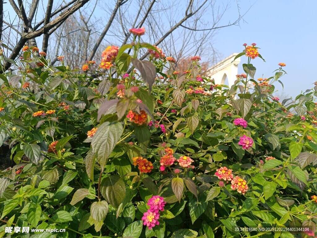 绽放的多彩花卉植物