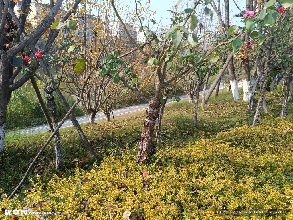 春日果园绿植景观