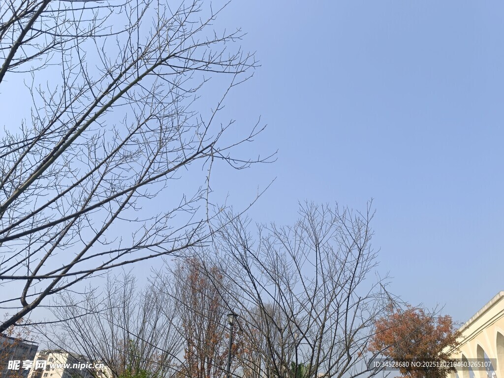 冬日萧瑟树枝与蓝天景象