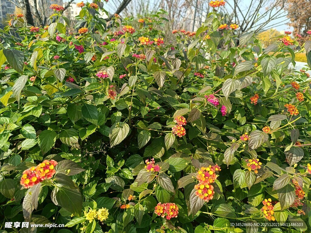多彩花丛绽放美丽花朵