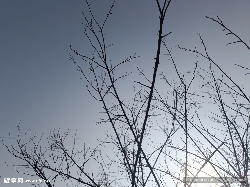 冬日枯树枝干与天空