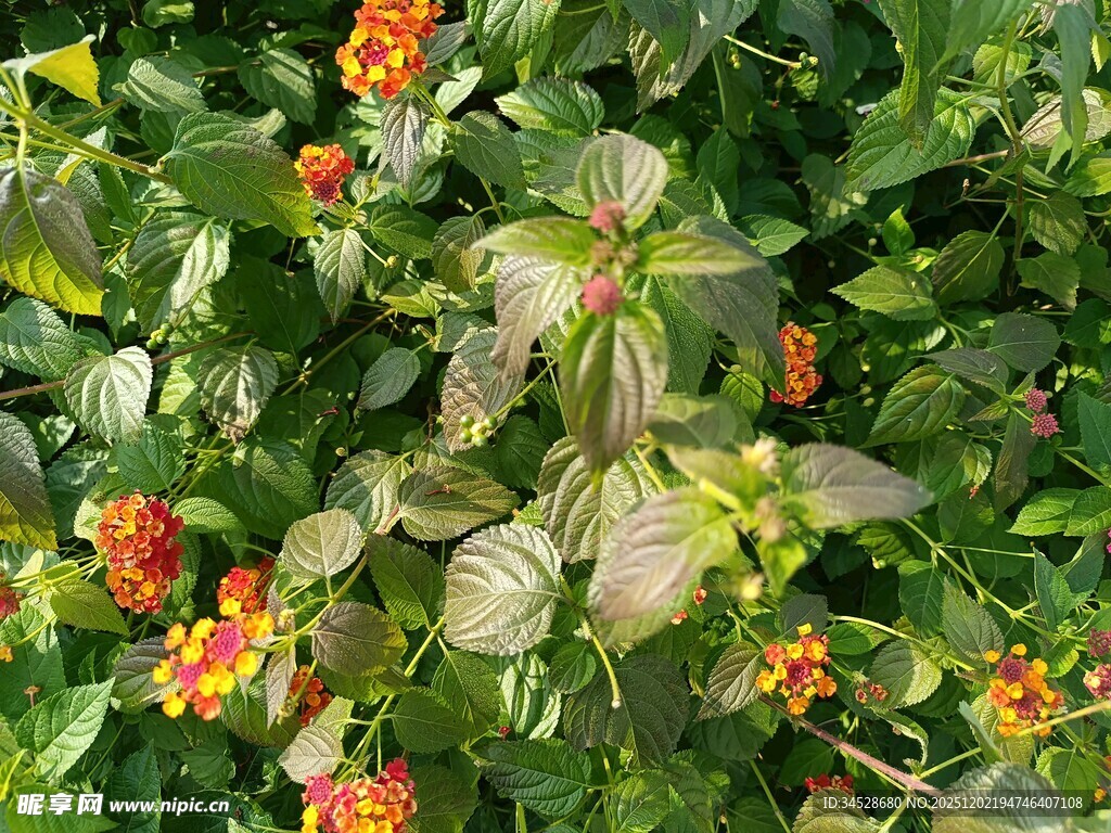 绿叶间的橙色小花