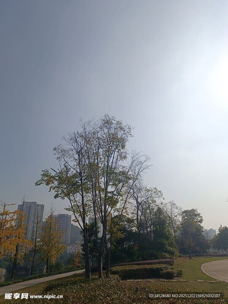 秋日阳光下的开阔树林景色