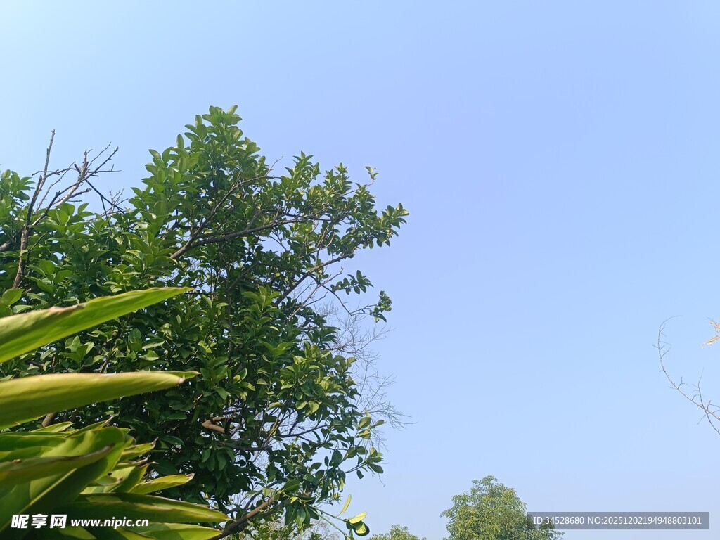 蓝天绿树间的清新景致