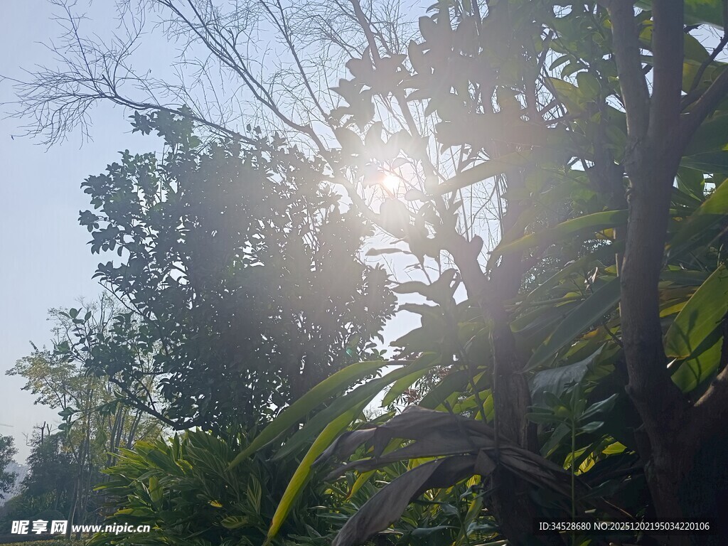 阳光穿透树林的自然美景