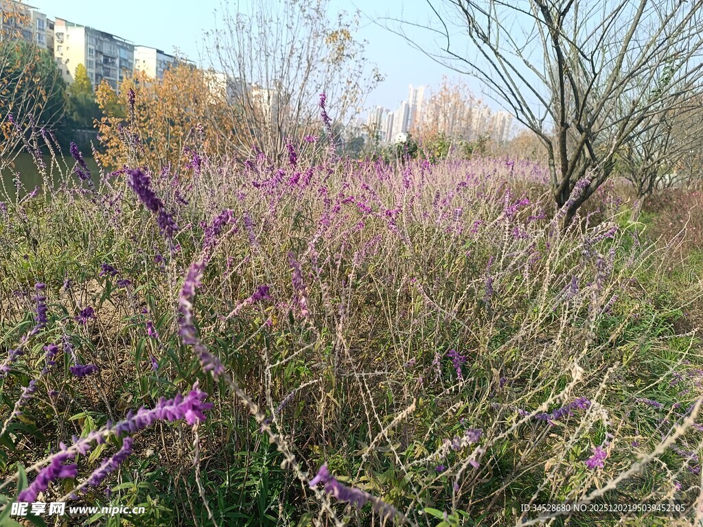 秋日野外的紫色花草景观