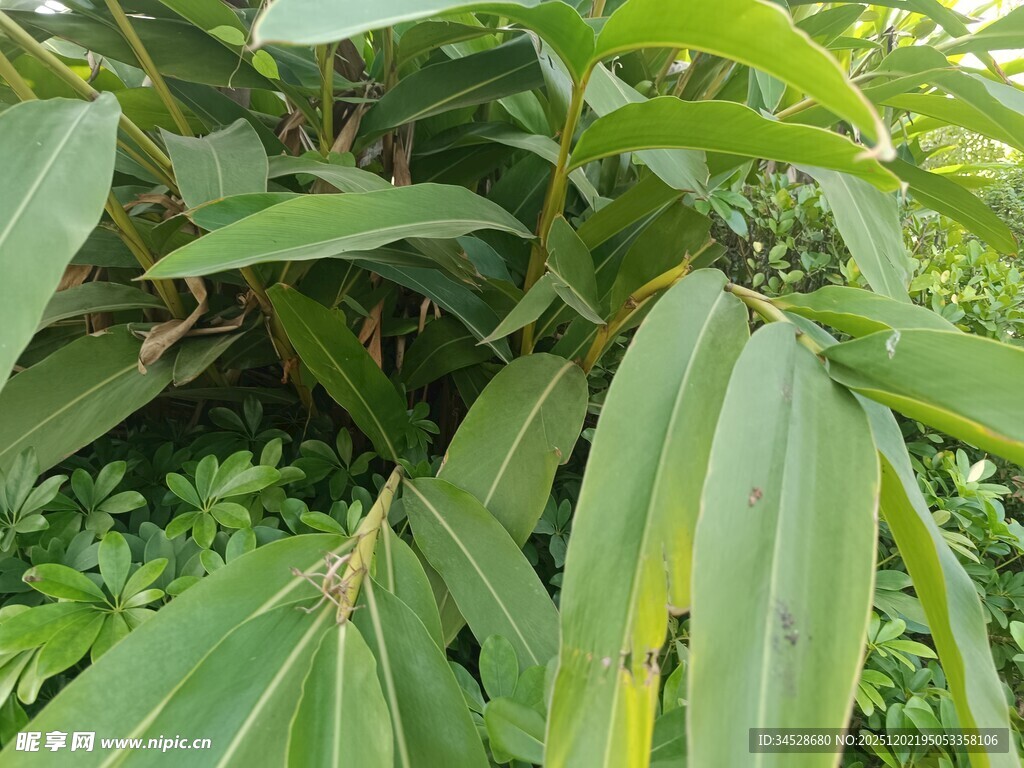 翠绿繁茂的热带植物景观