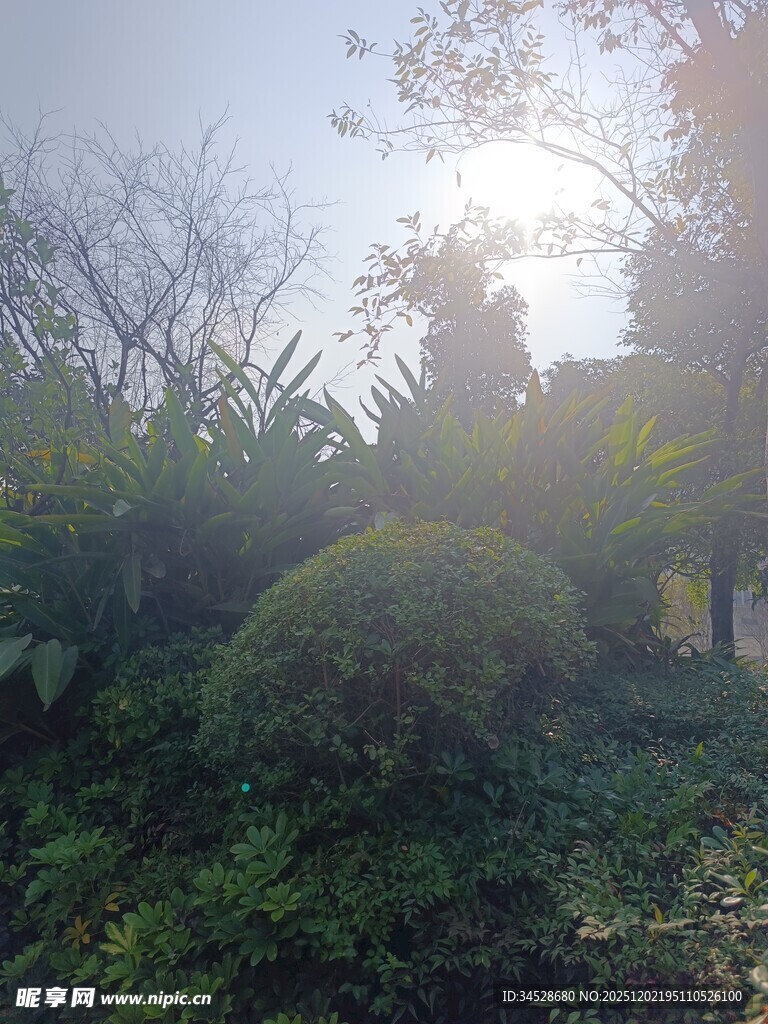 阳光照耀下的繁茂绿植